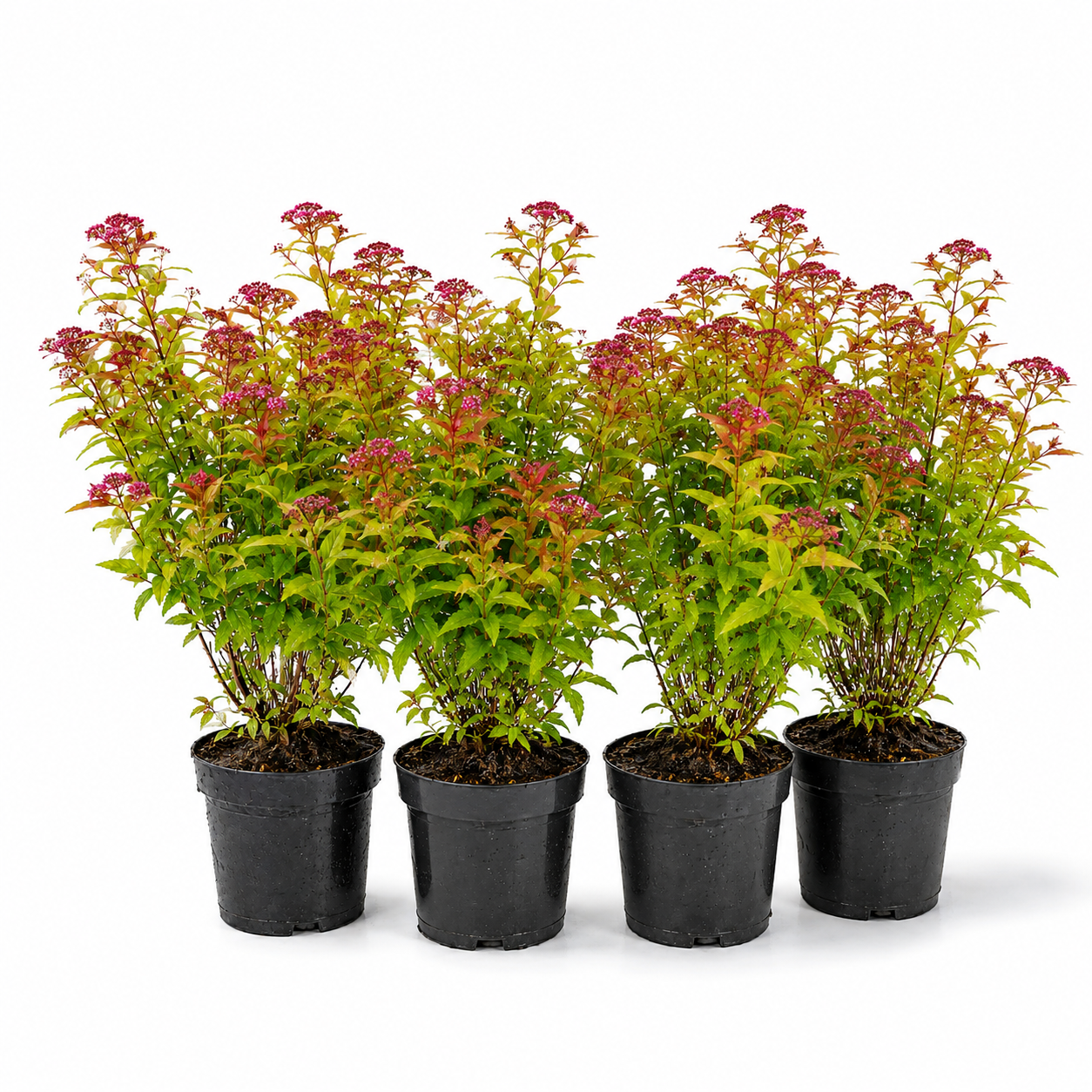 Spiraeajaponica_Goldflame_HeckeGruppe