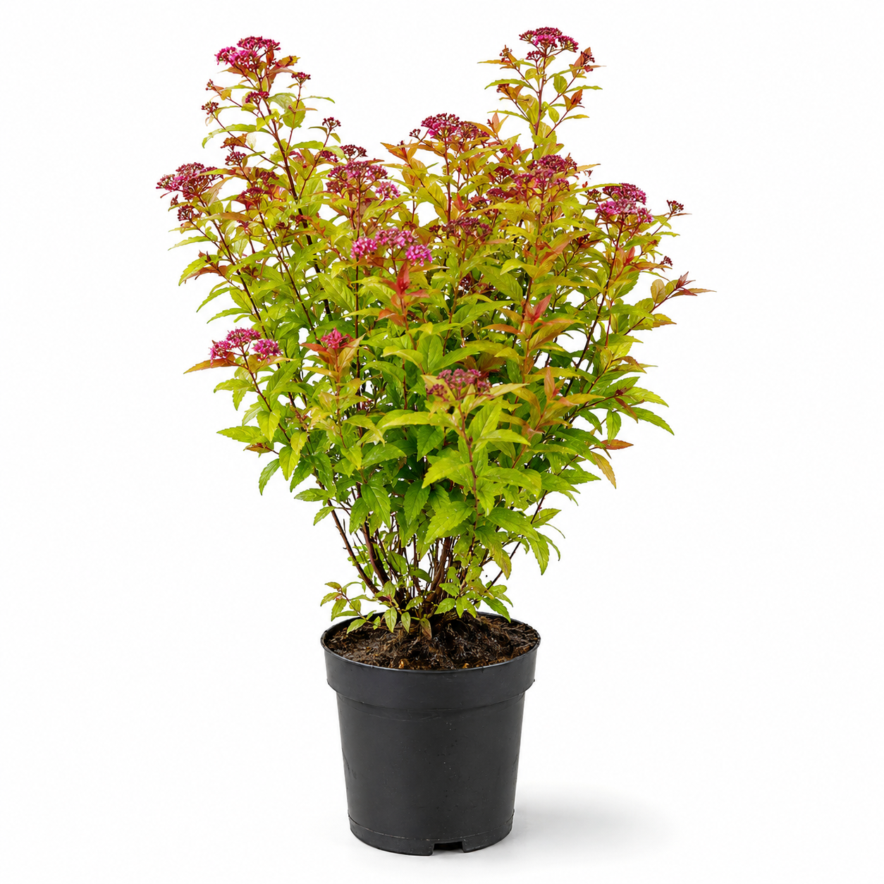Spiraeajaponica_Goldflame_freigestellt