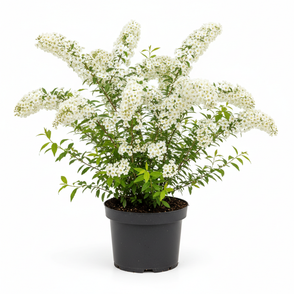 Spirea_cinerea_Grefsheim 2