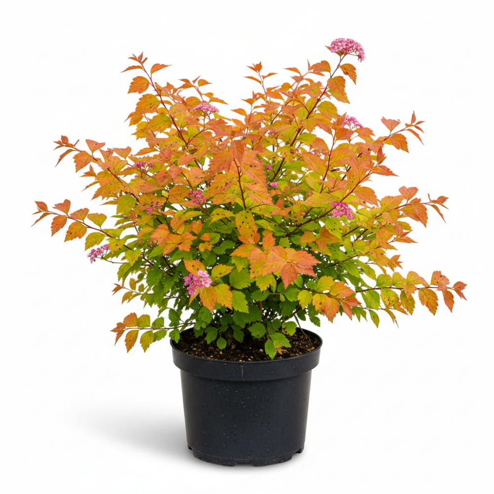 Spirea japonica Goldflame 1