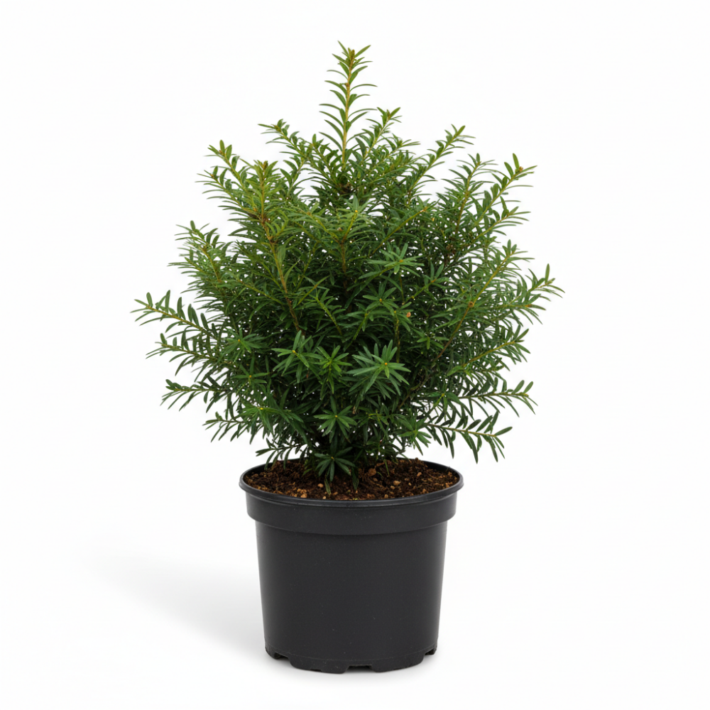 Taxus baccata 1