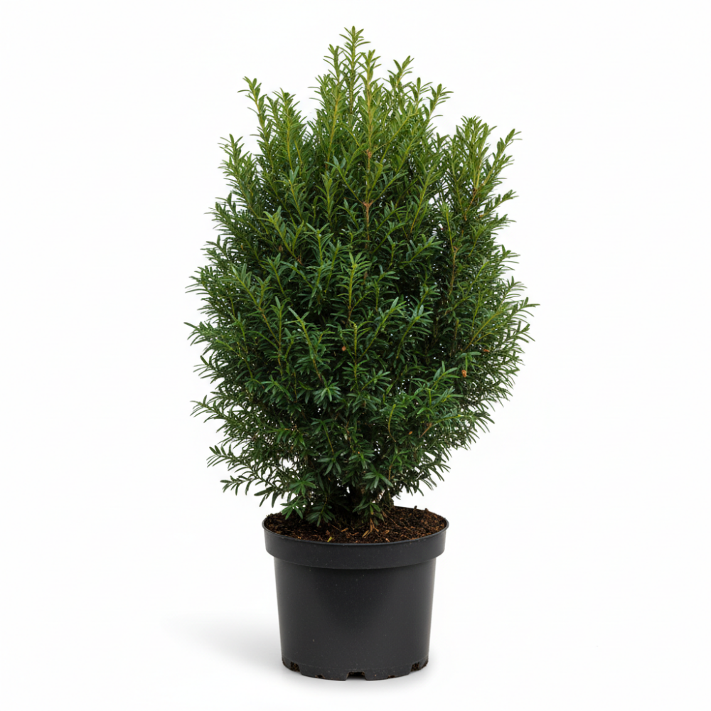 Taxus baccata 2