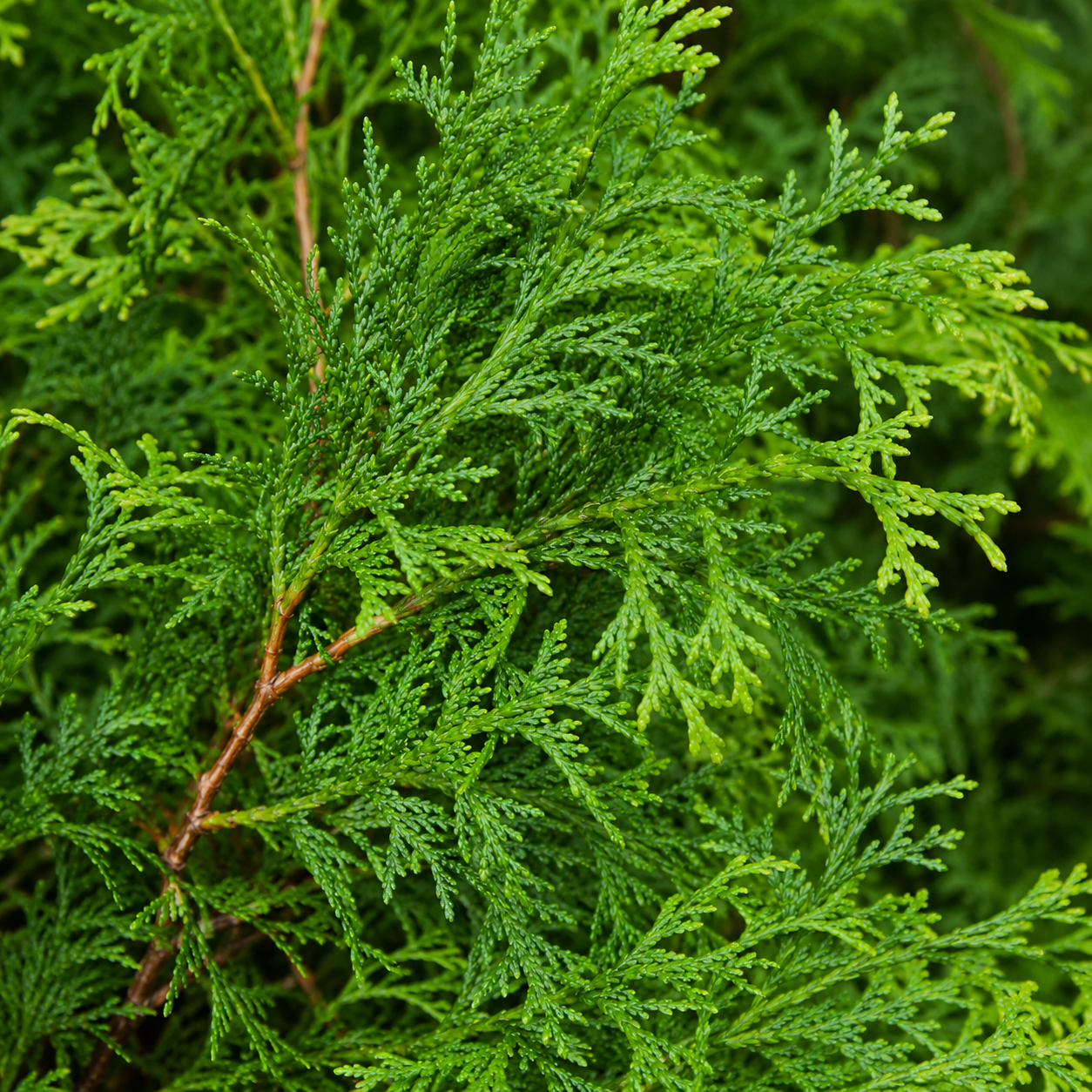 Thujaoccidentalis_Brabant_Nadeln