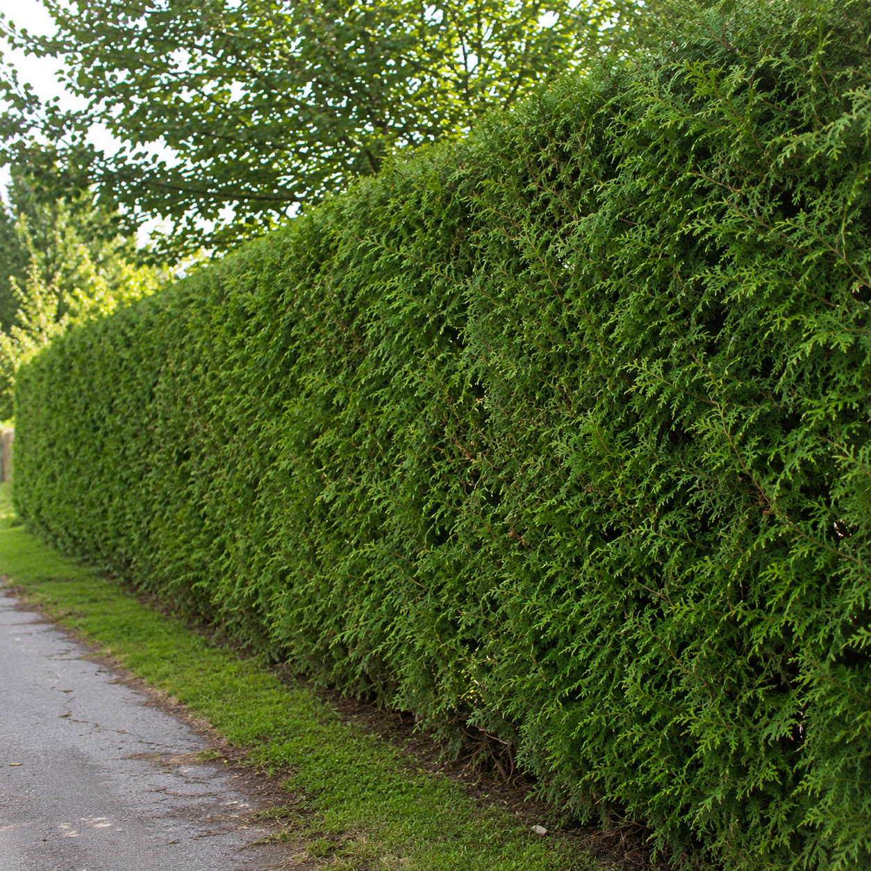 Thujaoccidentalis_Brabant_alteHecke