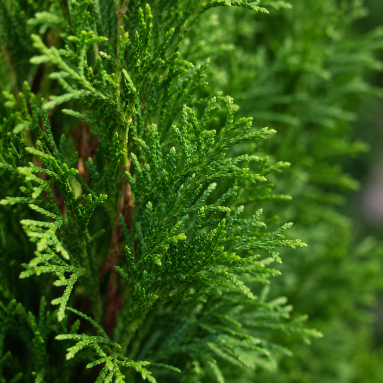 Thujaoccidentalis_Smaragd_Nadeln