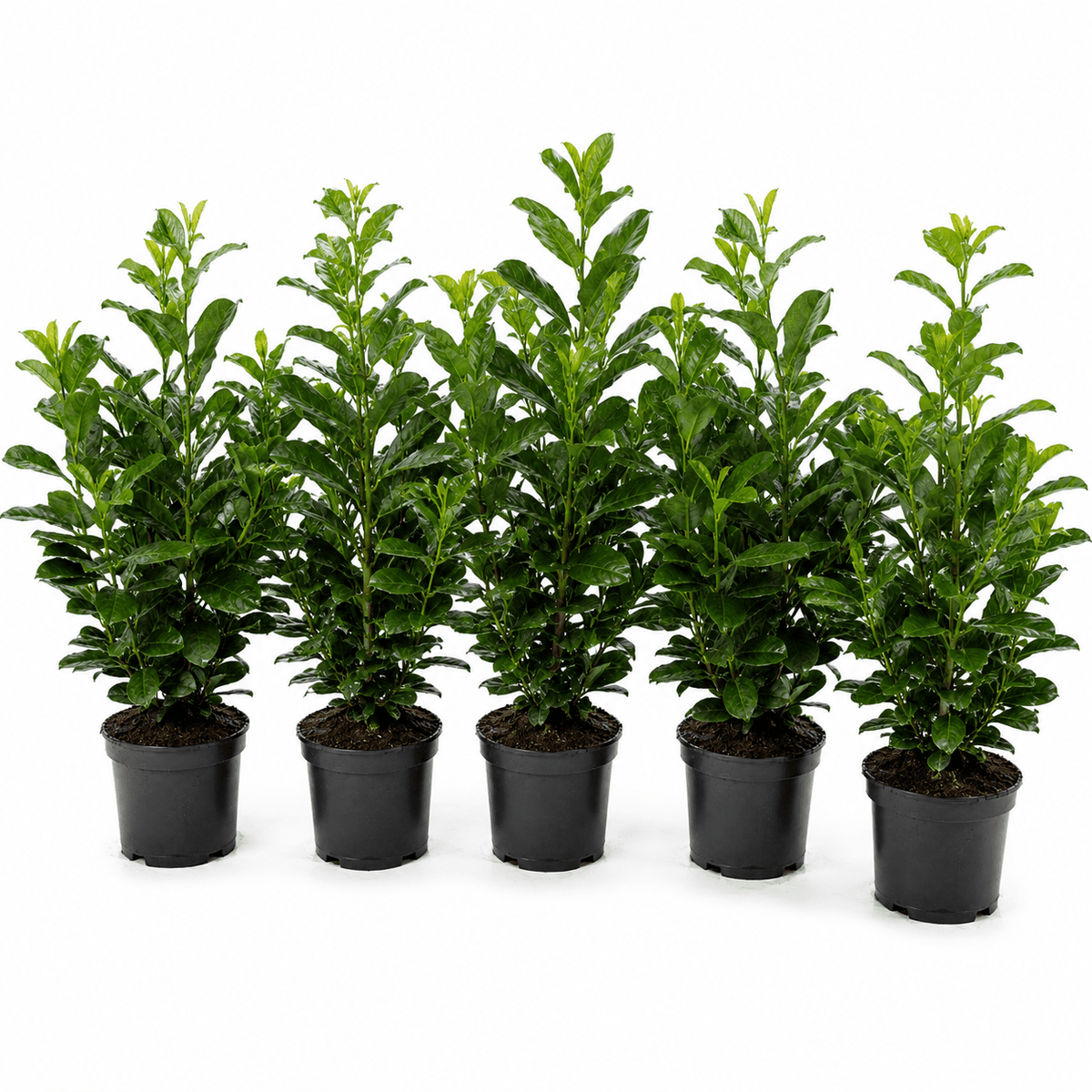 Kirschlorbeer - Etna - Heckenmeister