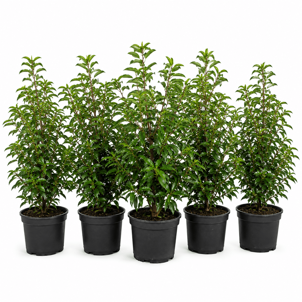 Portugiesischer Kirschlorbeer - Angustifolia - Heckenmeister