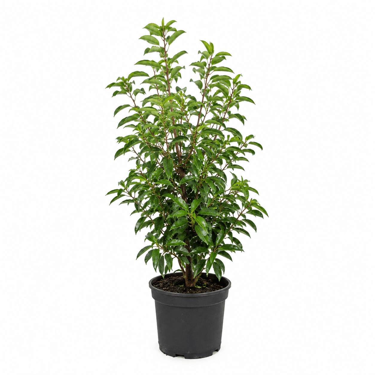 Portugiesischer Kirschlorbeer - Angustifolia - Heckenmeister