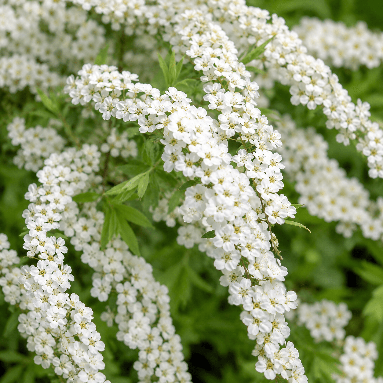Weiße Rispenspiere - Grefsheim - Heckenmeister