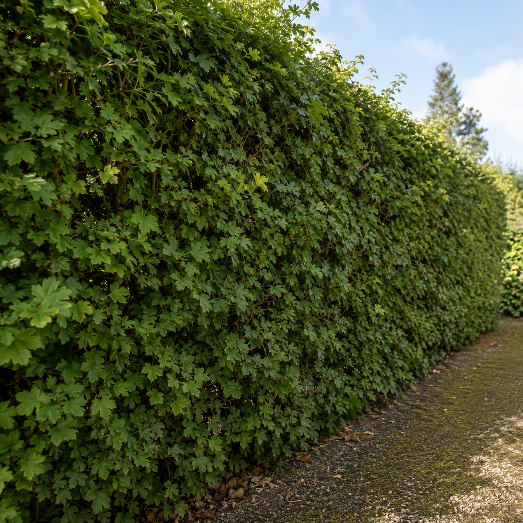 Ahornhecke oder Buchenhecke – Welche Hecke passt besser in deinen Garten?