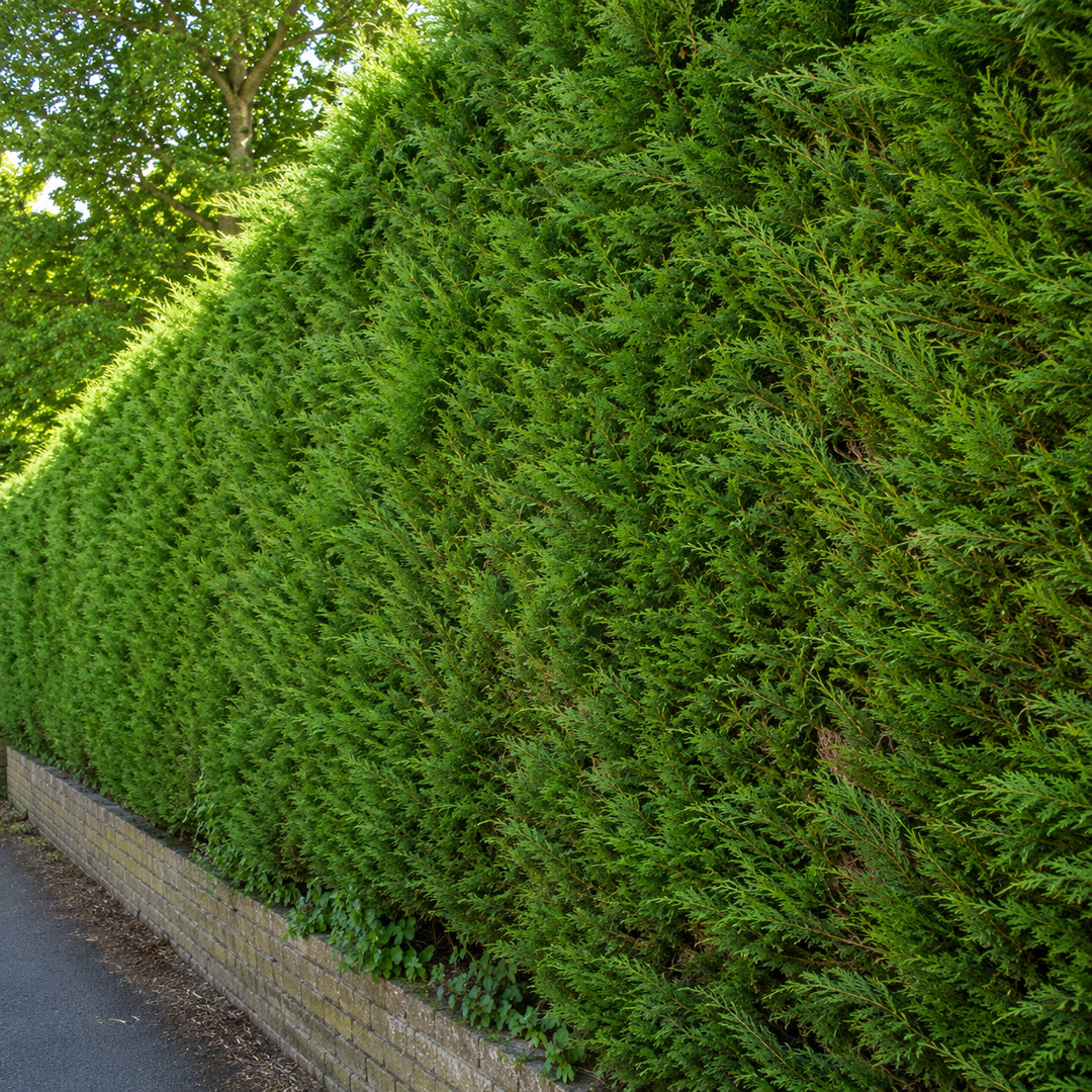 Zypresse vs. Thuja: Welche Hecke ist die richtige Wahl für deinen Garten?