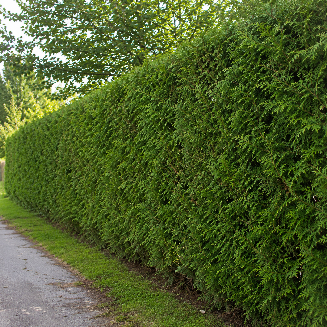 Thuja Smaragd vs. Thuja Brabant – Welche Thuja-Hecke passt besser in deinen Garten?