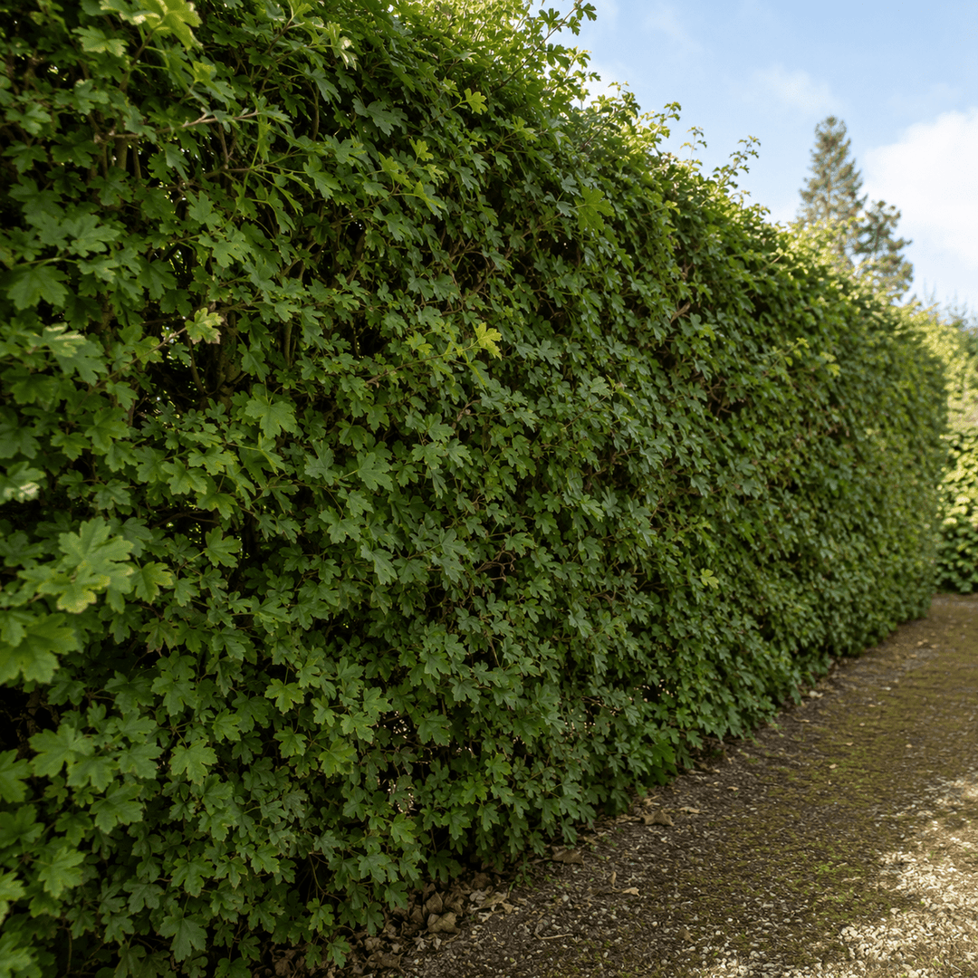 Ahornhecke oder Buchenhecke – Welche Hecke passt besser in deinen Garten? - Heckenmeister