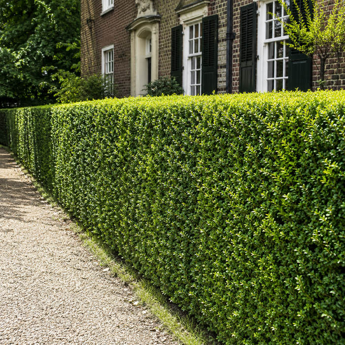 Hecken für kleinen Garten