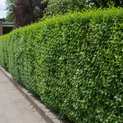 Ligusterhecke Wachstum: Wie schnell wchst Liguster pro Jahr?   Heckenmeister