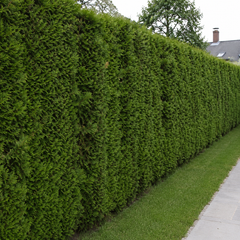 thuja brabant kaufen hornbach Thuja Green Giant | 4-5 ft