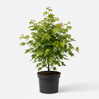 40-60 cm - 2 Liter Topf