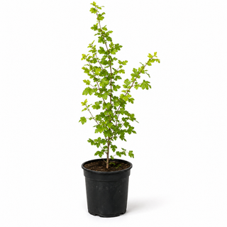 40-60 cm - 2 Liter Topf