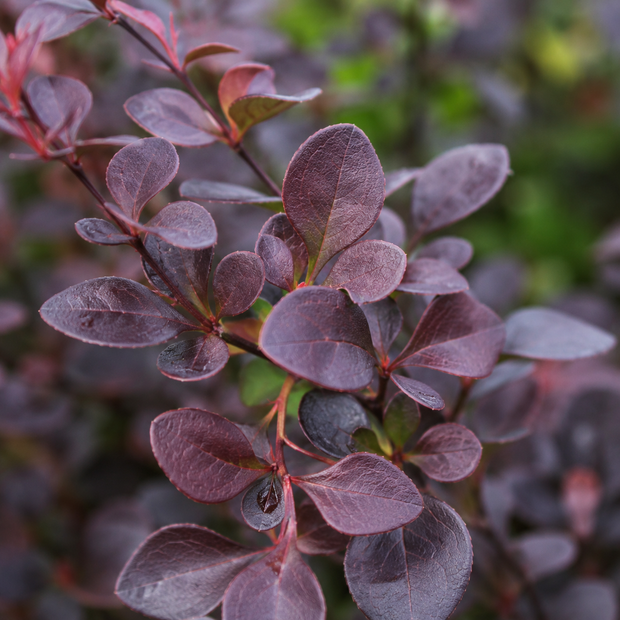 Berberisthunbergii_Atropurpurea_Blaetter