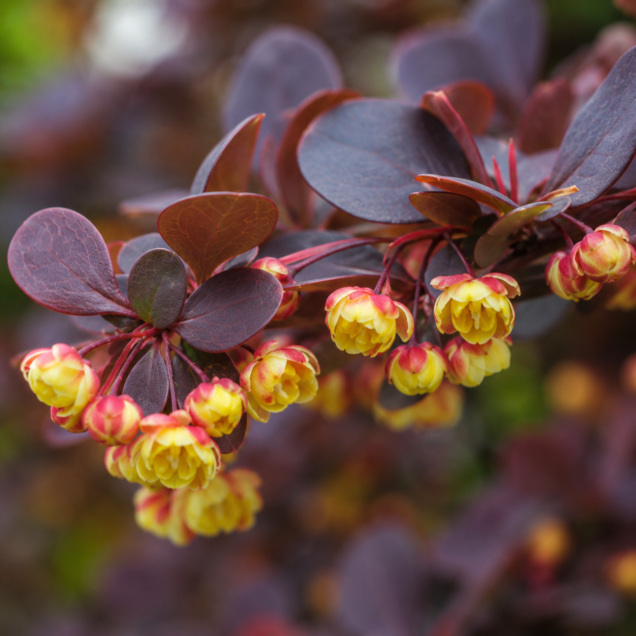 Berberisthunbergii_Atropurpurea_Bluete