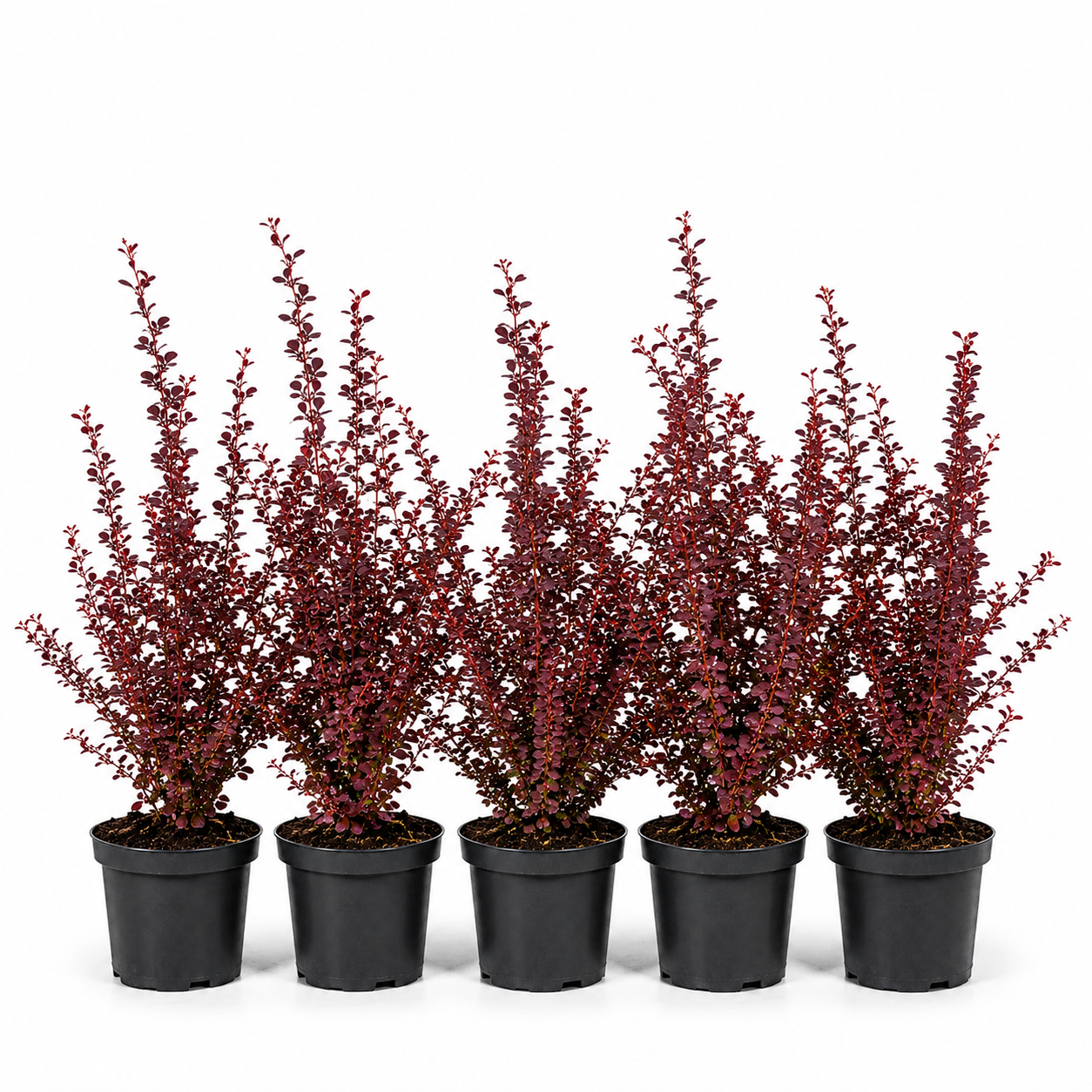Berberisthunbergii_Atropurpurea_HeckeGruppe