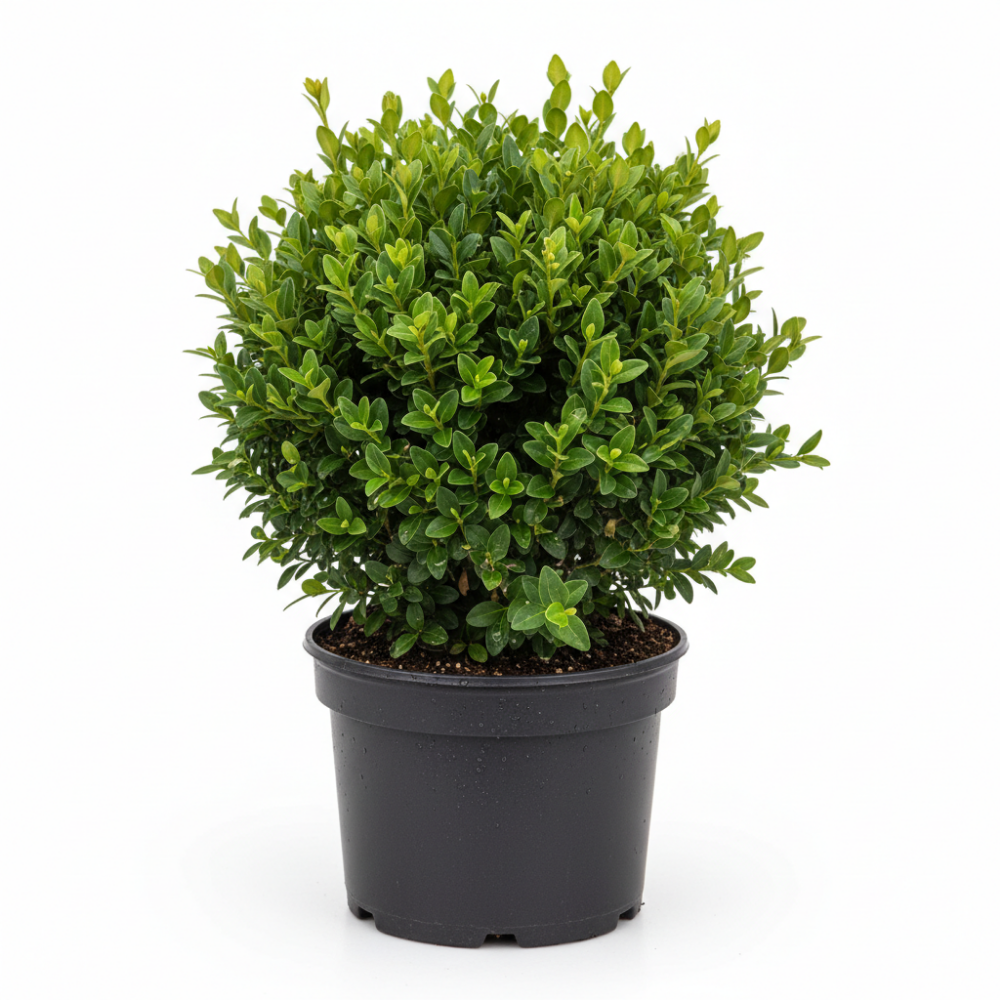 Buxus sempervierens 1
