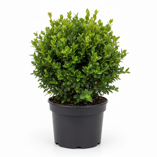 40-60 cm - 2 Liter Topf