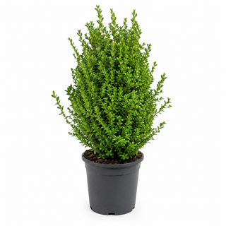 40-60 cm - 2 Liter Topf