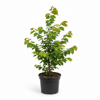 40-60 cm - 2 Liter Topf