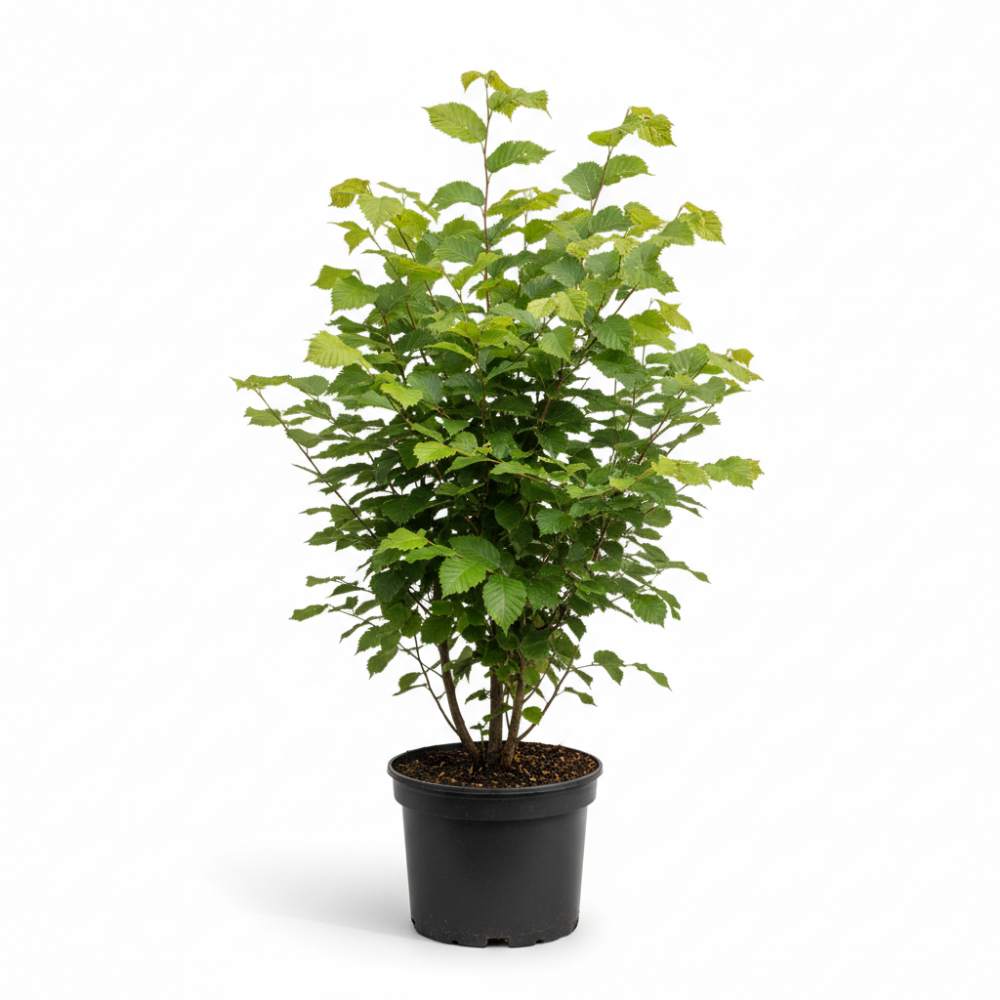Carpinus betulus 2