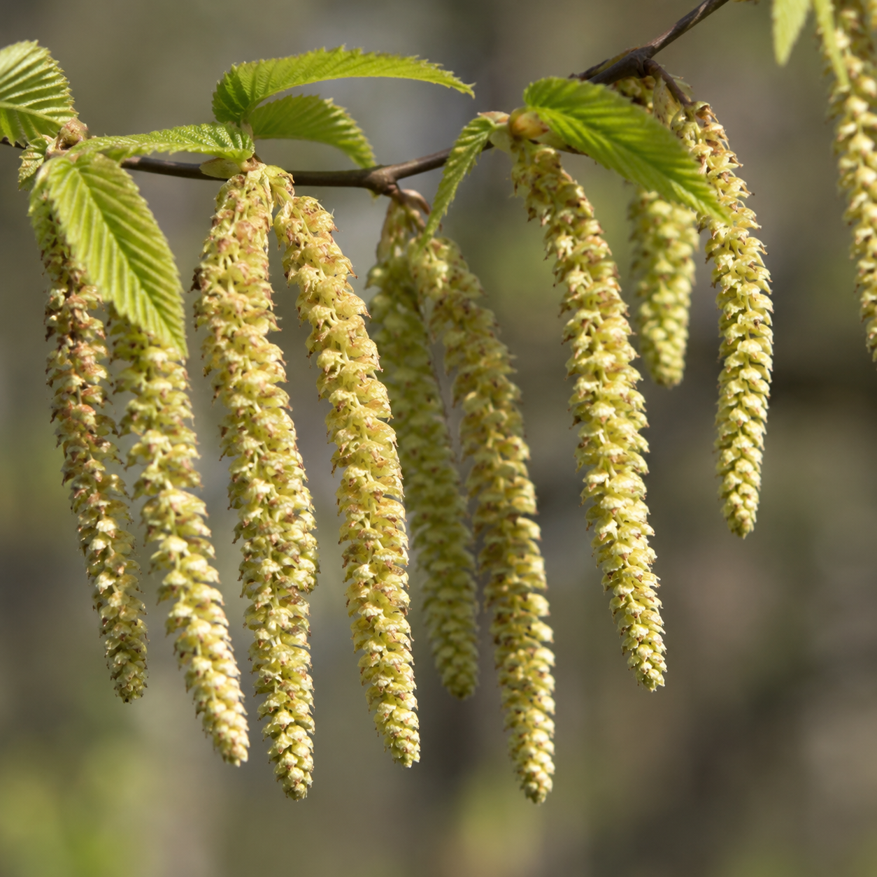 CarpinusbetulusFrucht