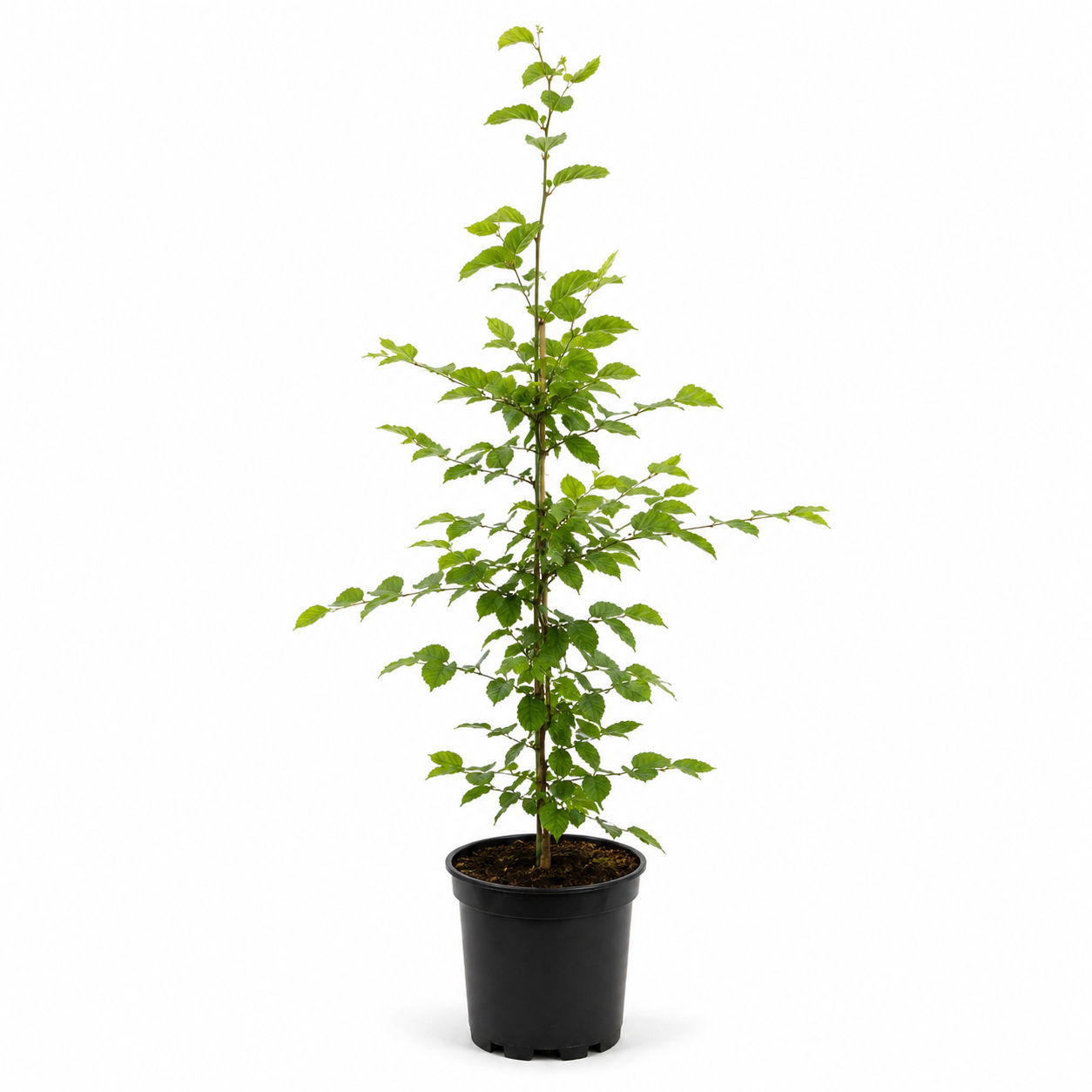 Carpinusbetulusfreigestellt