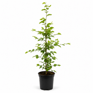 40-60 cm - 2 Liter Topf