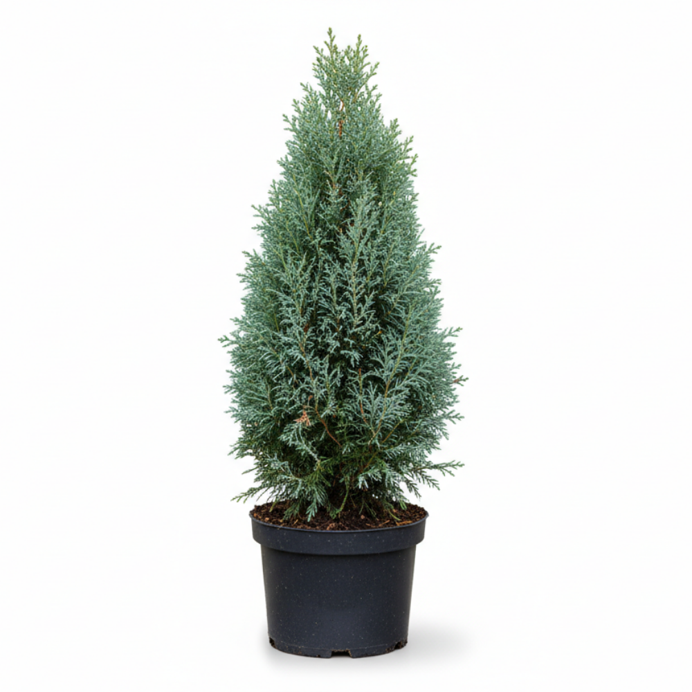 Chamaecyparis lawsoniana Columnaris glauca 1