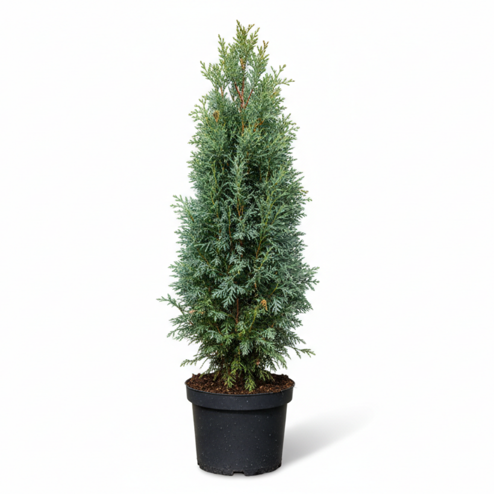 Chamaecyparis lawsoniana Columnaris glauca 2