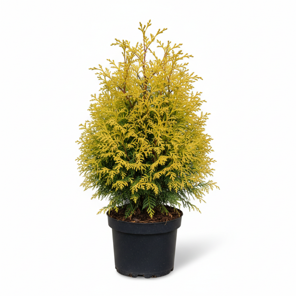 Chamaecyparis lawsoniana Ivonne 1