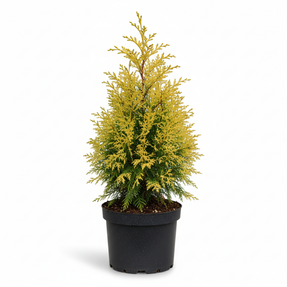 Chamaecyparis lawsoniana Ivonne 2
