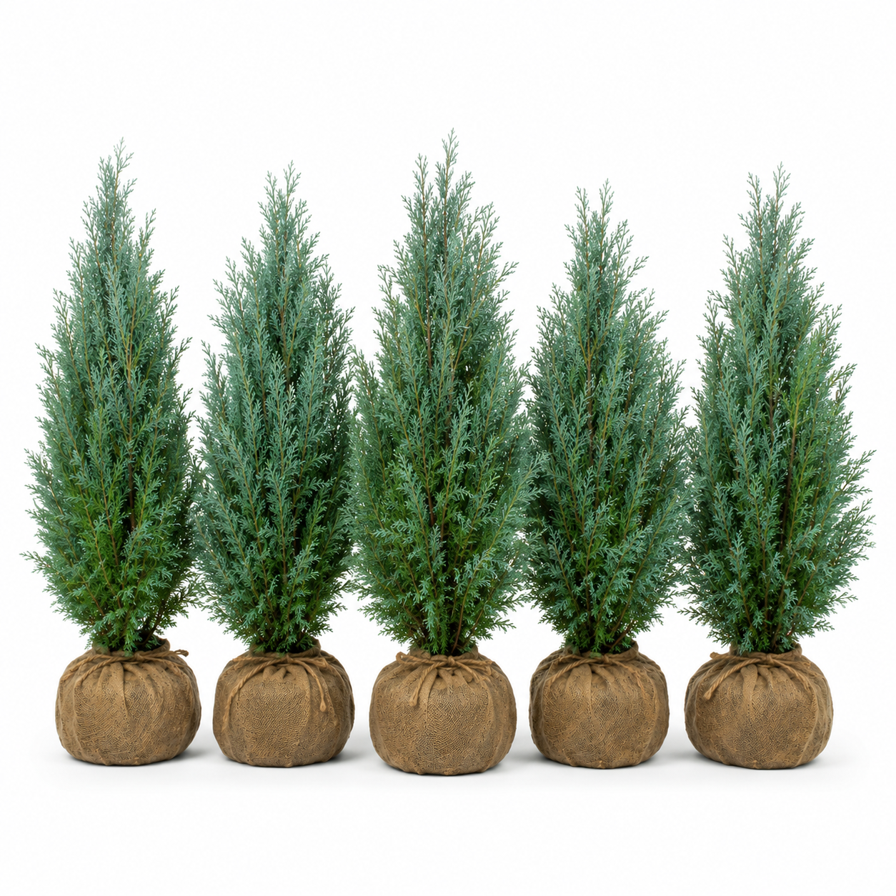 Chamaecyparislawsoniana_ColumnarisGlauca_HeckeGruppe
