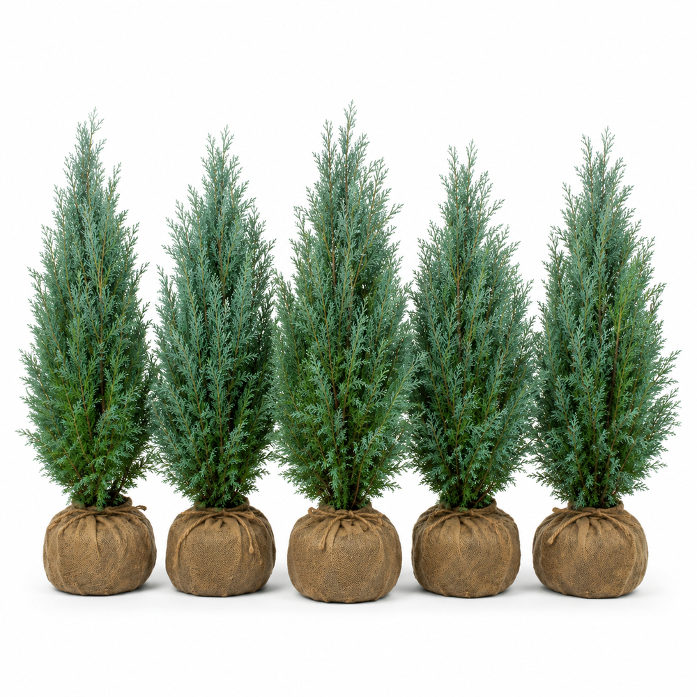 Chamaecyparislawsoniana_ColumnarisGlauca_HeckeGruppe