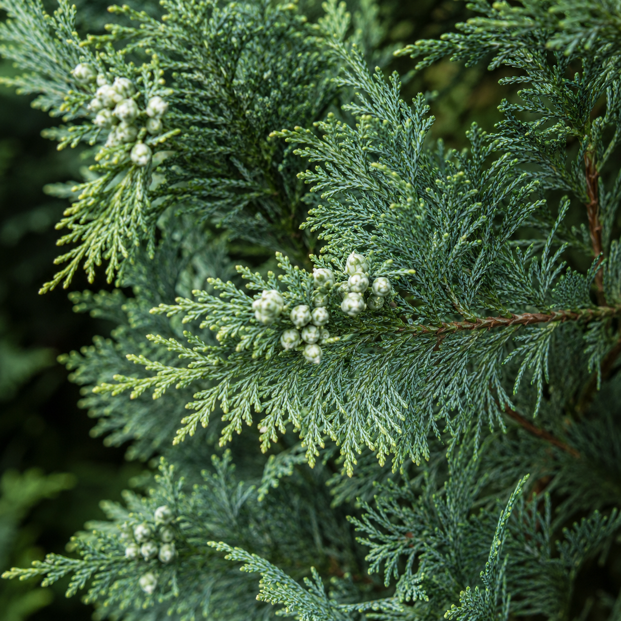 Chamaecyparislawsoniana_ColumnarisGlauca_Nadeln