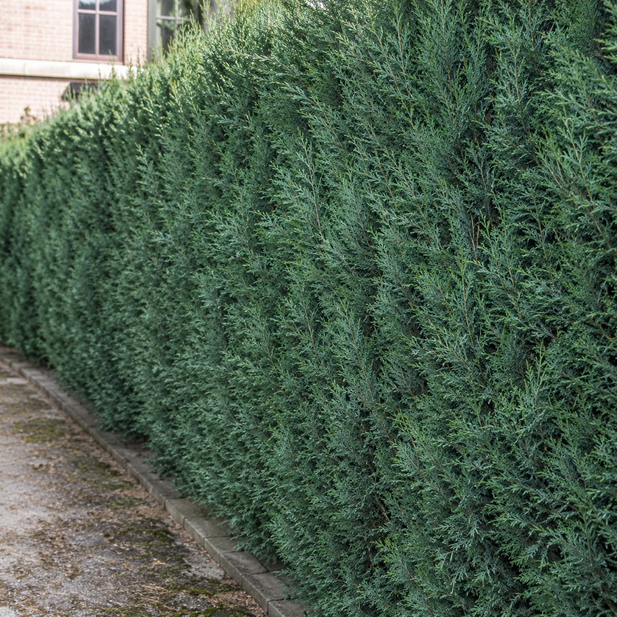 Chamaecyparislawsoniana_ColumnarisGlauca_alteHecke
