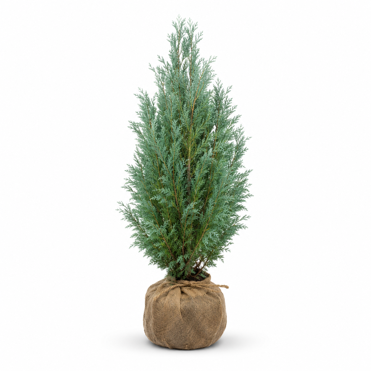 Chamaecyparislawsoniana_ColumnarisGlauca_freigestellt