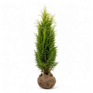 40-60 cm - 2 Liter Topf