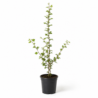 40-60 cm - 2 Liter Topf