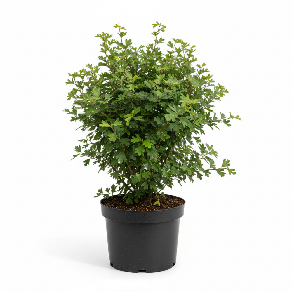 Crategus monogyna 2