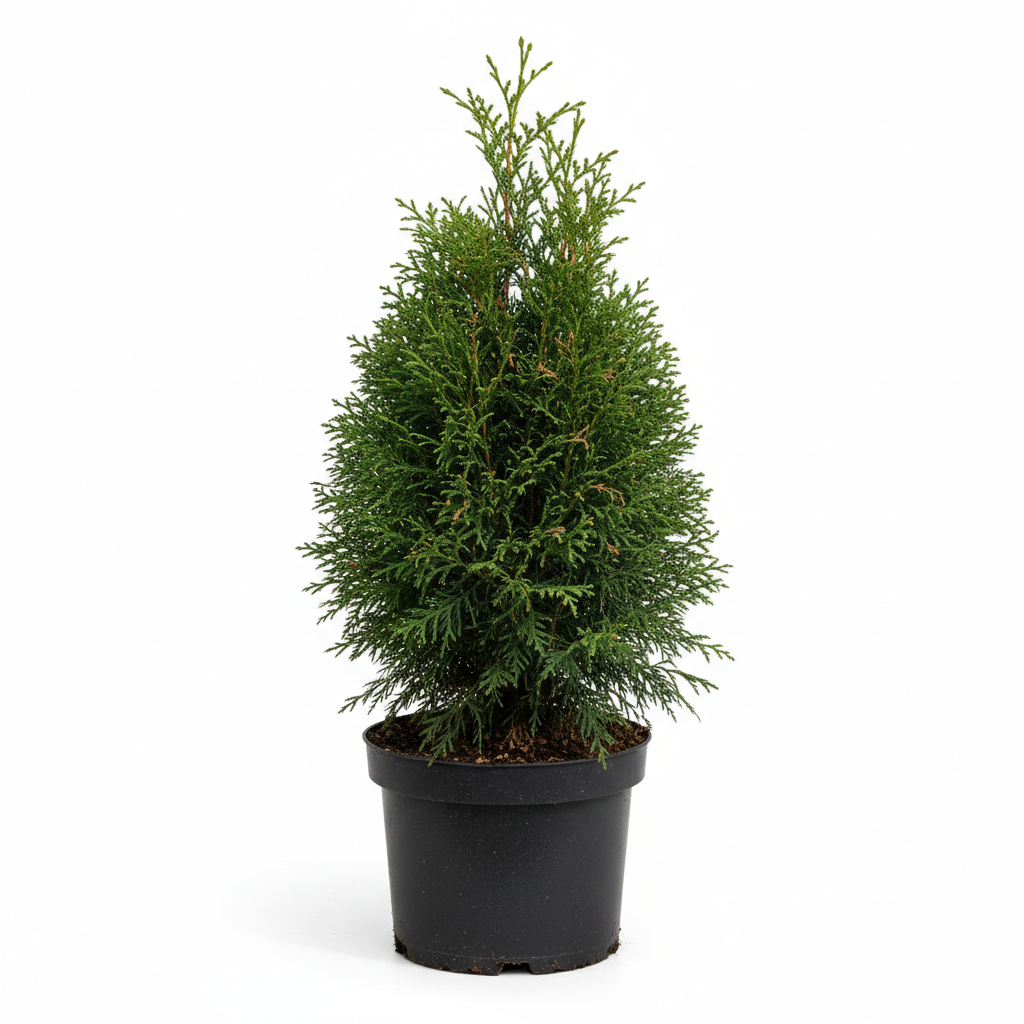 Cupressocyparis leylandii 1