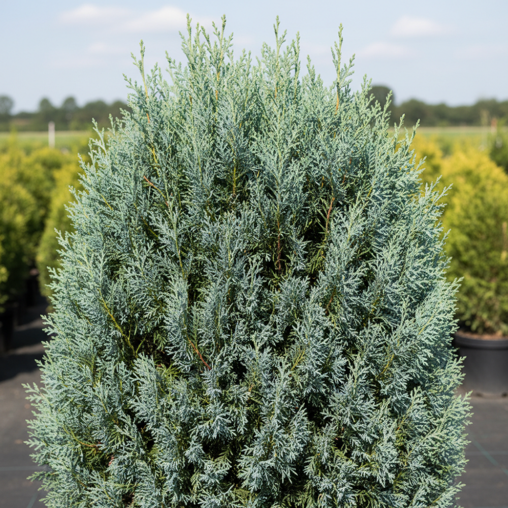 Cupressocyparis leylandii blue jeans 