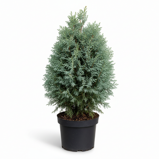 40-60 cm - 2 Liter Topf