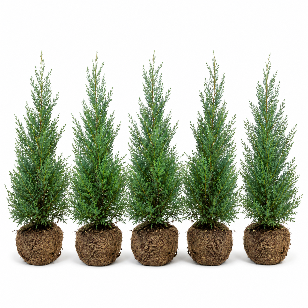 Cupressocyparisxleylandii_BlueJeans_HeckeGruppe