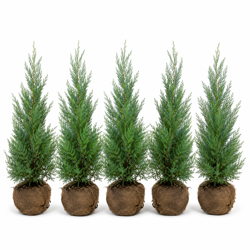Cupressocyparisxleylandii_BlueJeans_HeckeGruppe